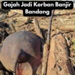 Gajah Jadi Korban Banjir Bandang