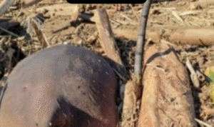 Gajah Jadi Korban Banjir Bandang